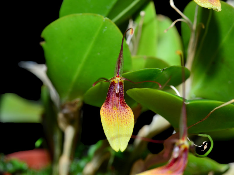 Restrepia trichoglossa #3