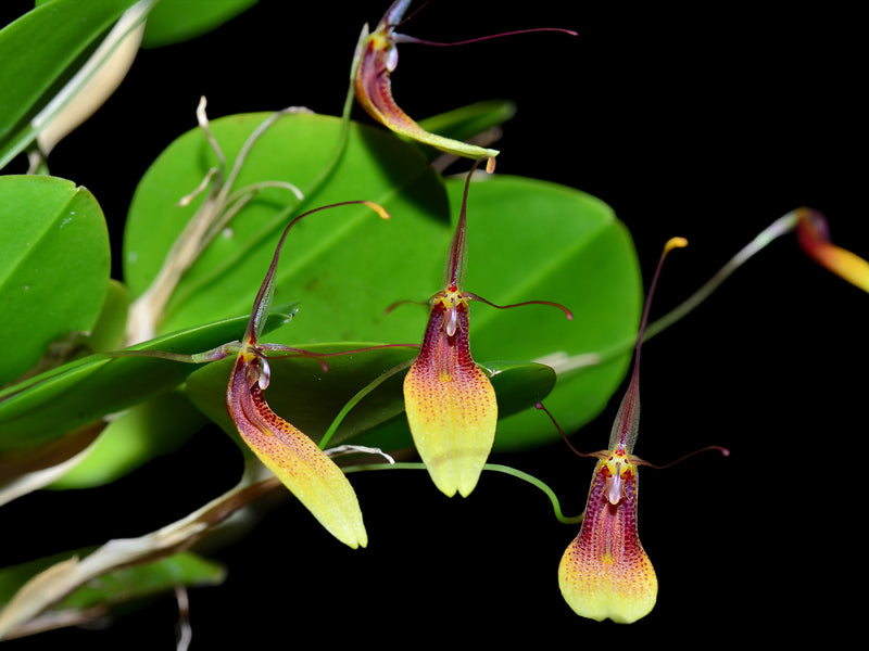 Restrepia trichoglossa #3