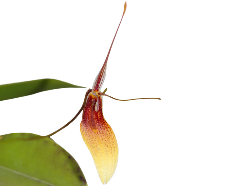 Restrepia trichoglossa #3