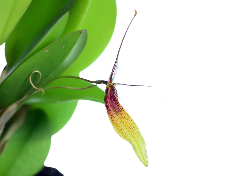 Restrepia trichoglossa #3