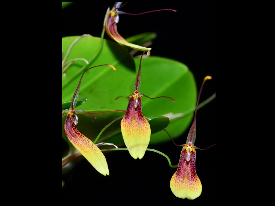 Restrepia trichoglossa #3