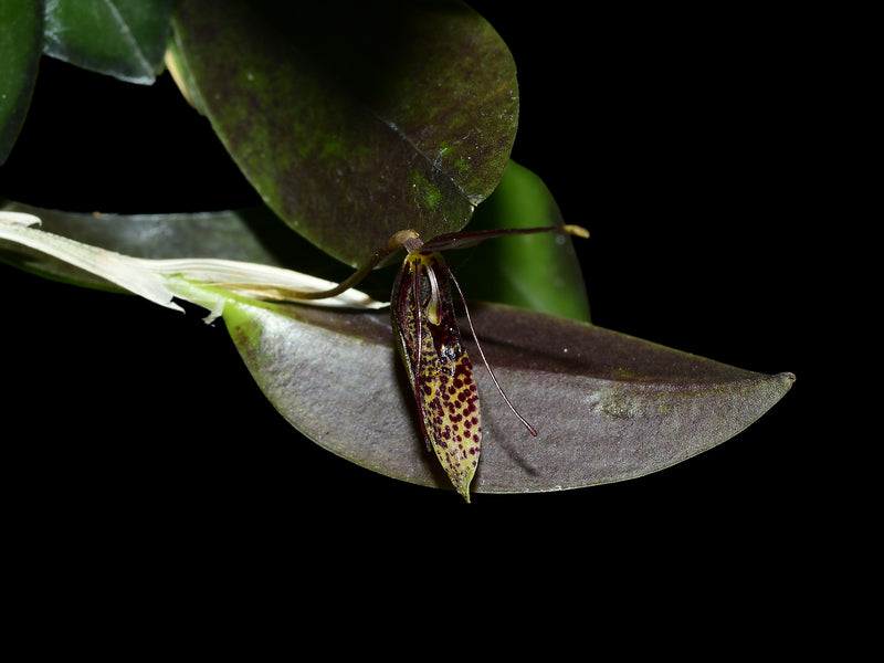 Restrepia trichoglossa #4