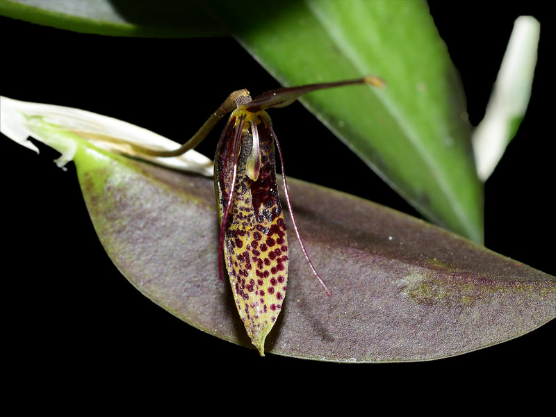 Restrepia trichoglossa #4