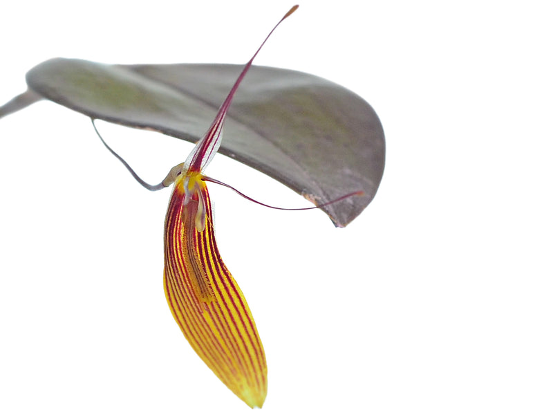 Restrepia trichoglossa #4