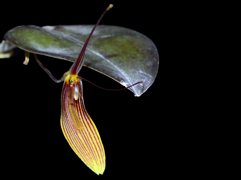 Restrepia trichoglossa #4