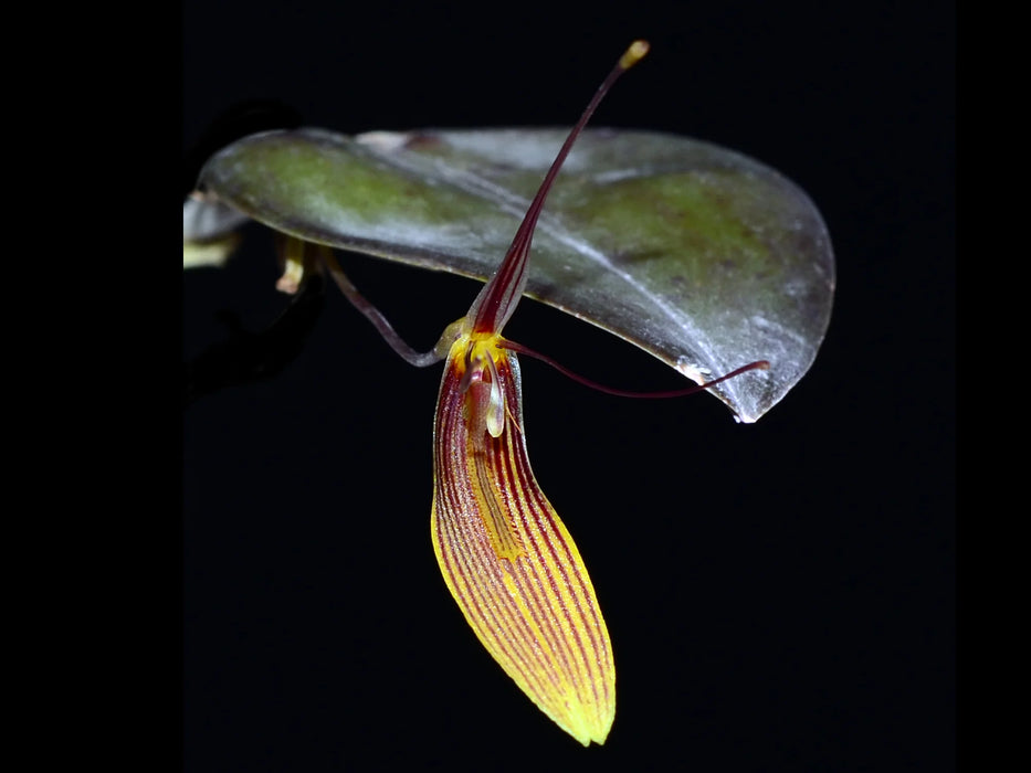 Restrepia trichoglossa #4