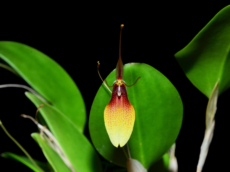 Restrepia trichoglossa xanthina