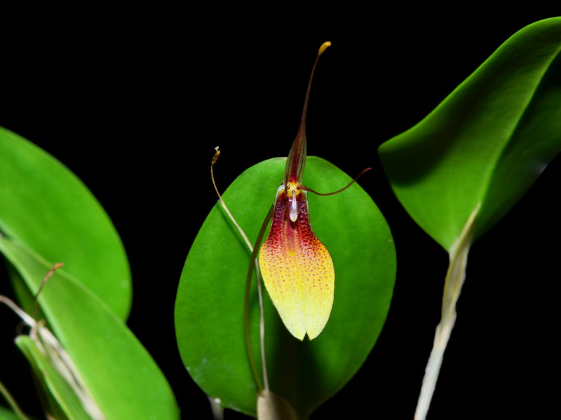 Restrepia trichoglossa xanthina