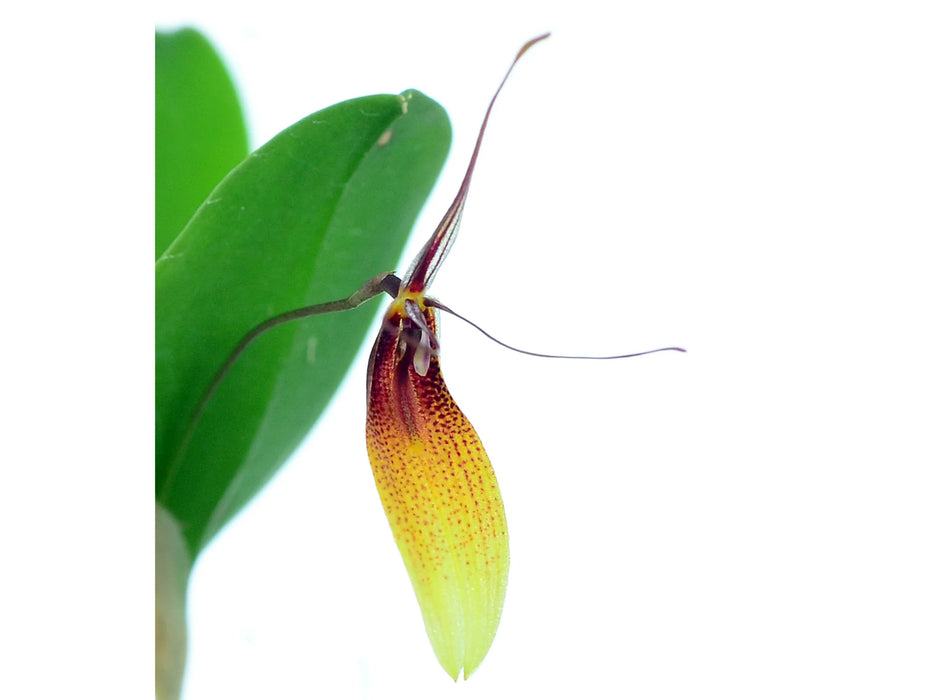 Restrepia trichoglossa xanthina