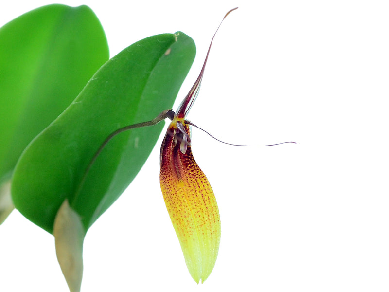 Restrepia trichoglossa xanthina