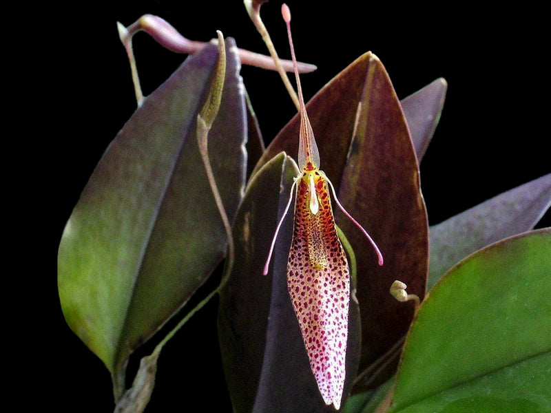 Restrepia tsubotae