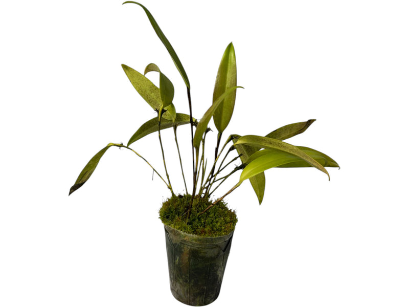 Restrepiopsis microptera