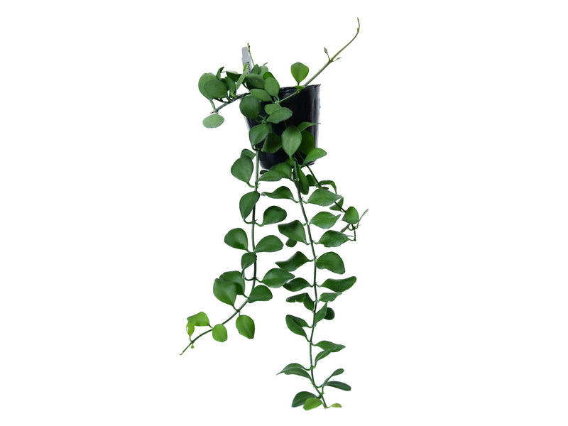 Rhaphidophora cryptantha