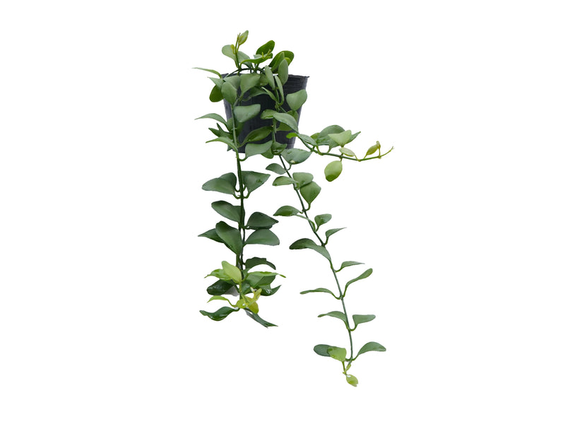 Rhaphidophora cryptantha