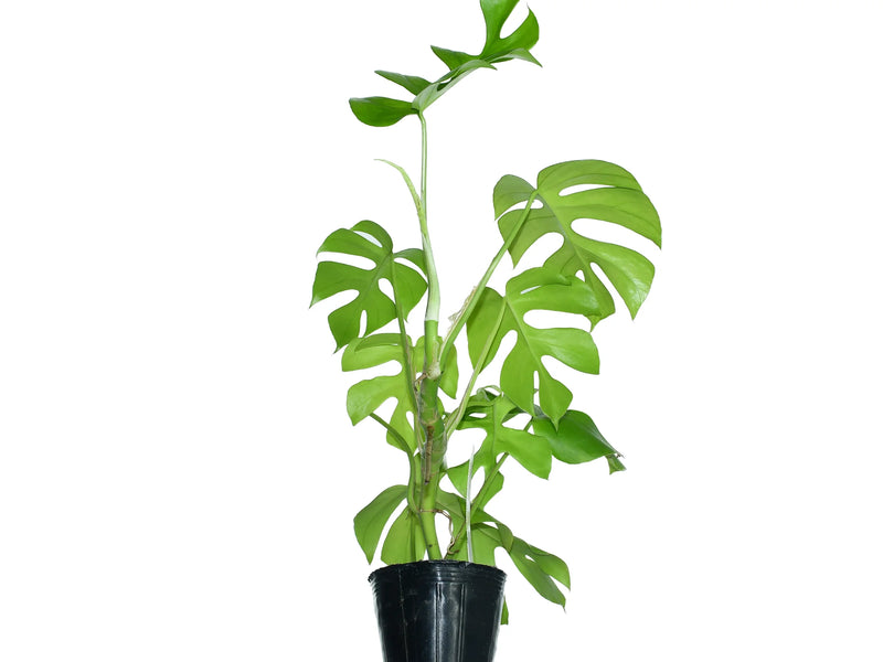 monstera deliciosa vs rhaphidophora tetrasperma Rhaphidophora tetrasperma