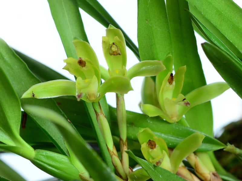Maxillaria encyclioides