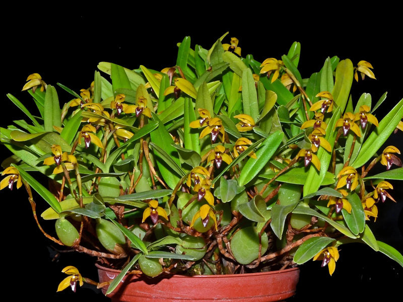 Maxillaria notylioglossa