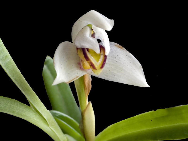 Maxillaria notylioglossa alba