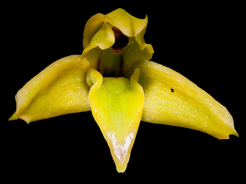 Maxillaria notylioglossa xanthina