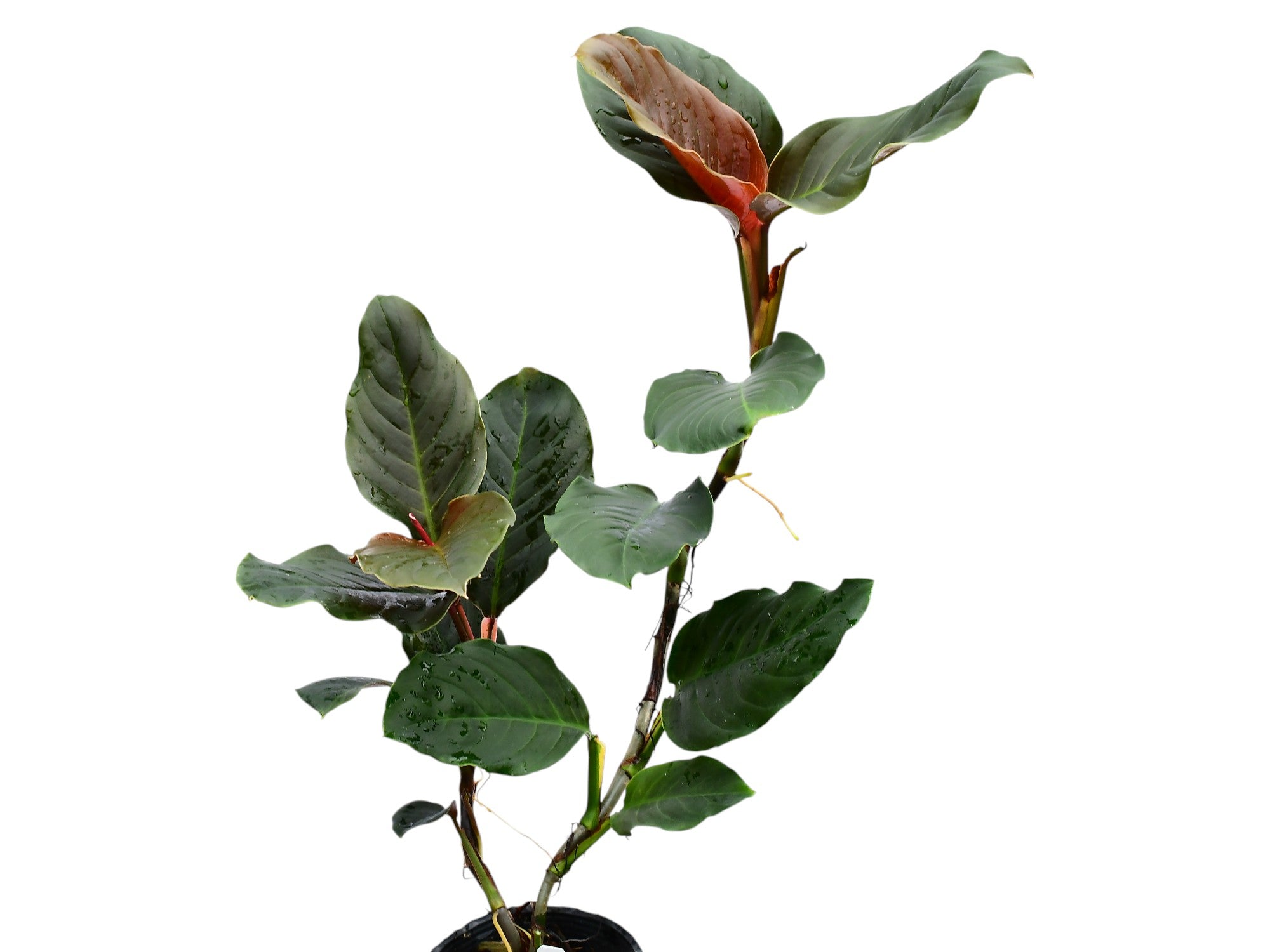 Rhodospatha Red