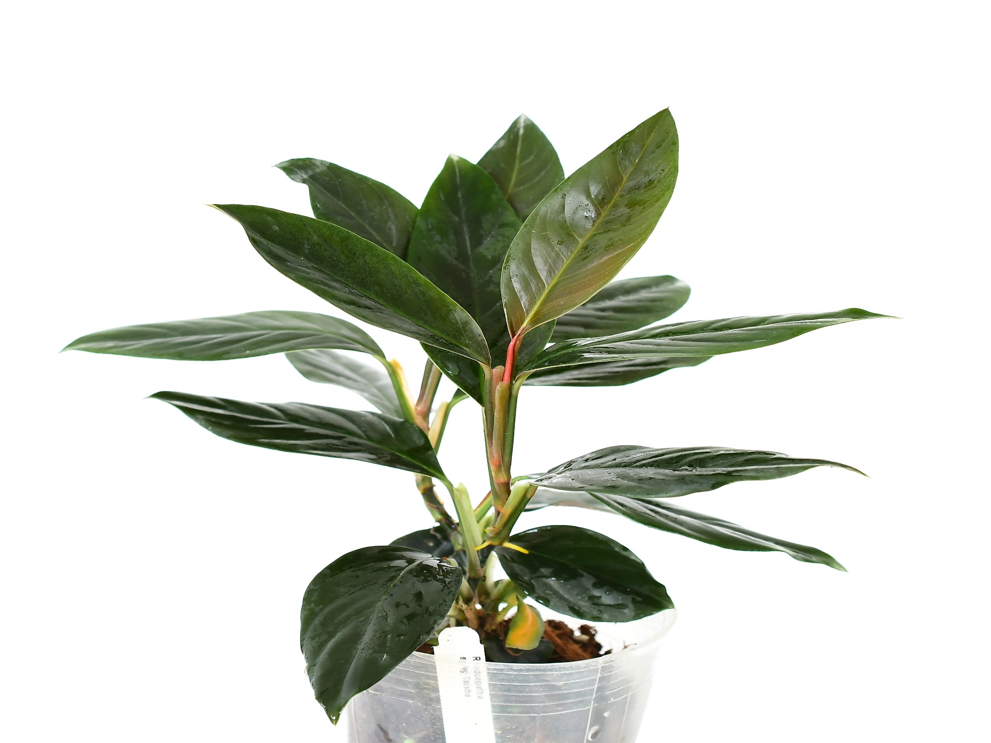 Rhodospatha Taisha