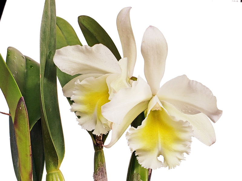 Rhyncholaeliocattleya Grace Carmen Tolentino