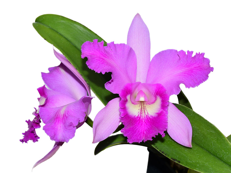 Rhyncholaeliocattleya Maria Brown
