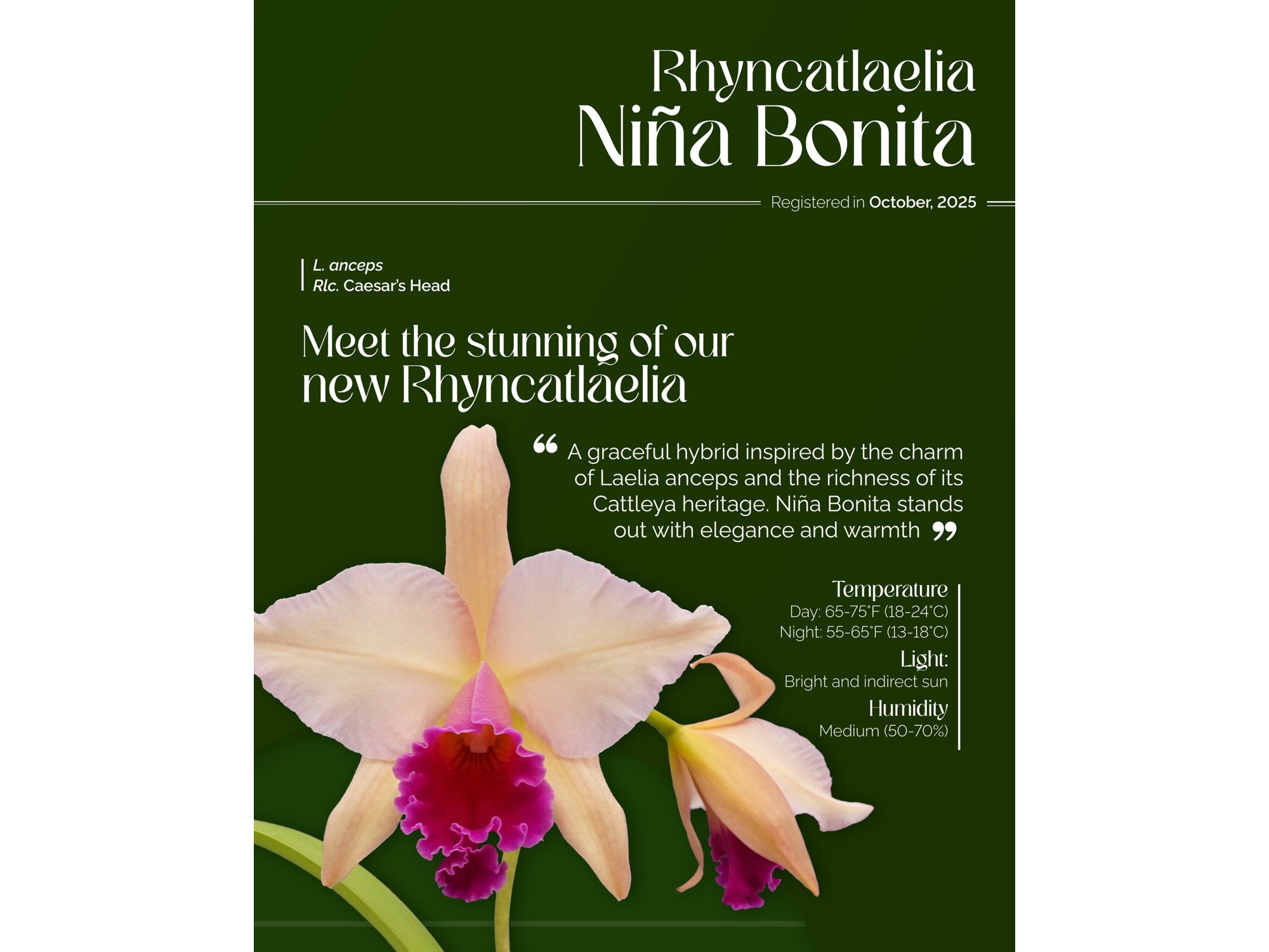 Rhyncatlaelia Niña Bonita — Ecuagenera Orquídeas del Ecuador