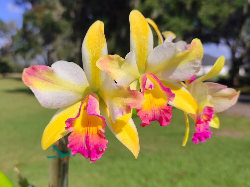 Rhyncholaeliocattleya Uzhupud Garden
