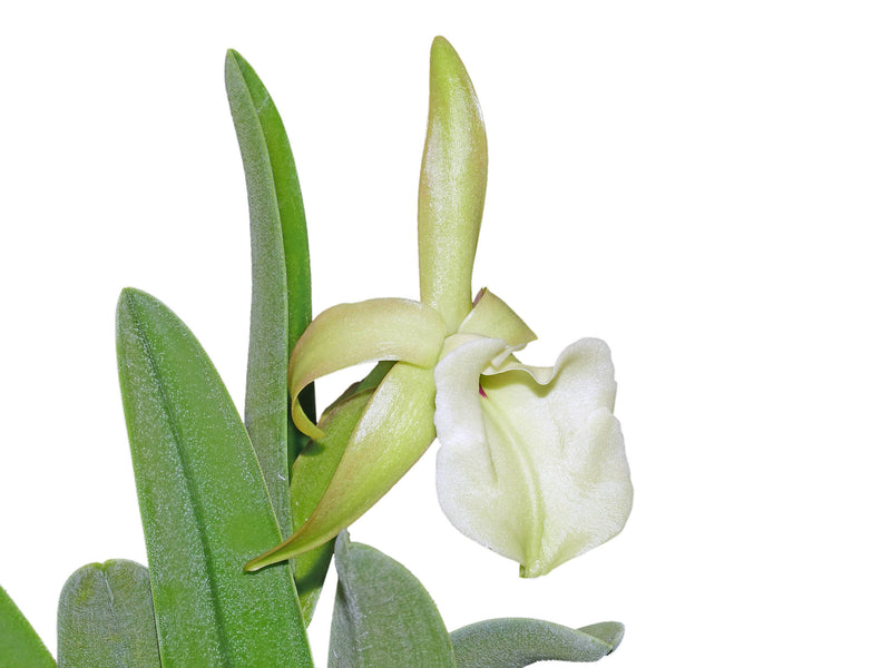 Rhyncholaelia glauca