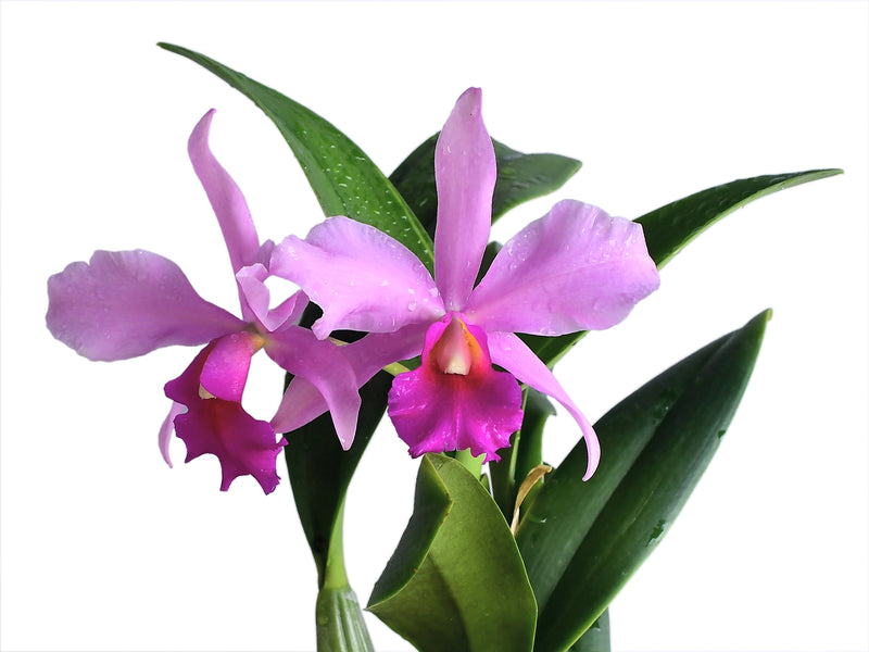 Rhyncatlaelia Ivan Tacuri