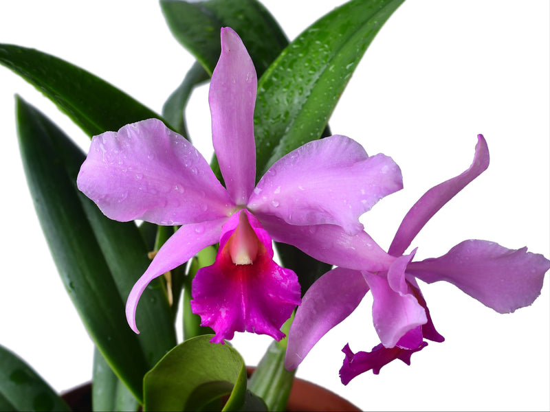 Rhyncatlaelia Ivan Tacuri