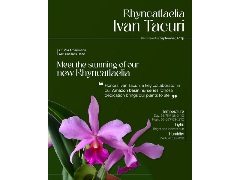 Rhyncatlaelia Ivan Tacuri