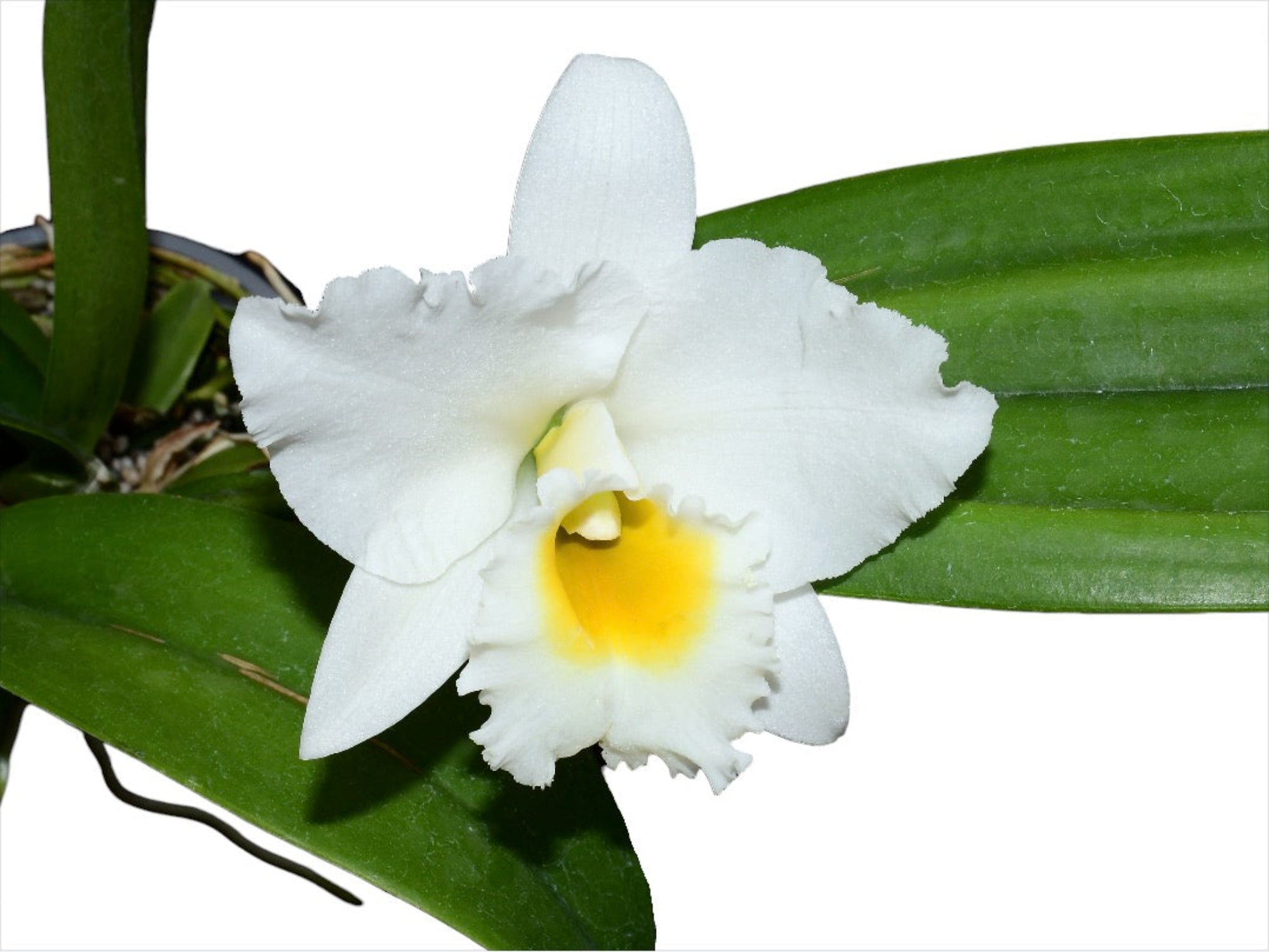 Rhyncatlaelia Penny Ann f. alba