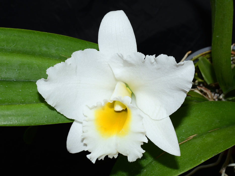 Rhyncatlaelia Penny Ann f. alba