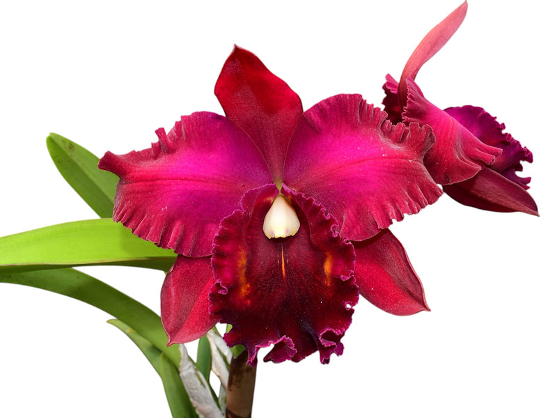 Rhyncattleanthe Bloody Mary