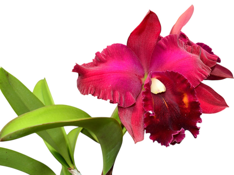 Rhyncattleanthe Bloody Mary