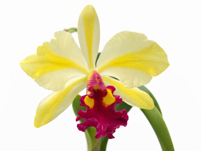 Rhyncattleanthe Fu Shu Glory