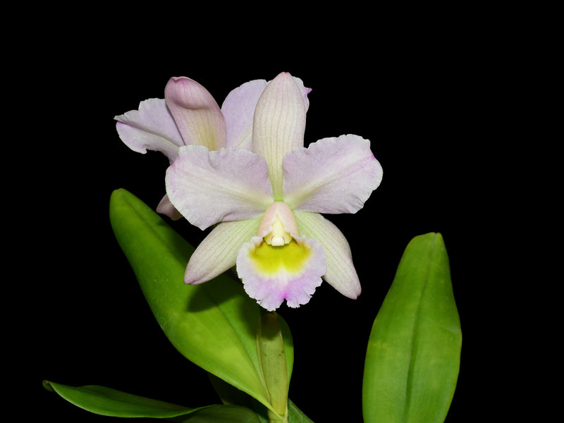 Rhyncattleanthe Giorgio Mazzetti