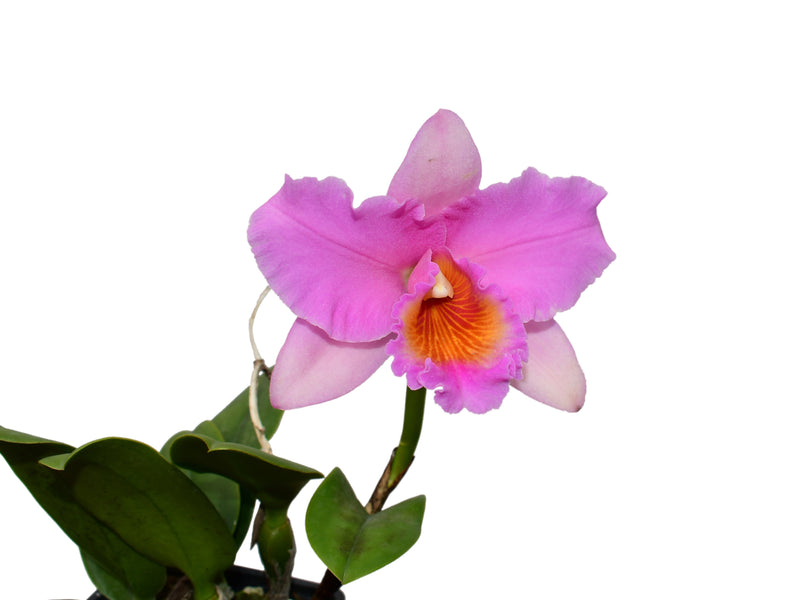 Rhyncattleanthe Giorgio Mazzetti