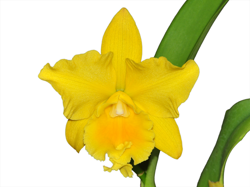 Rhyncattleanthe Golden Mist FCA