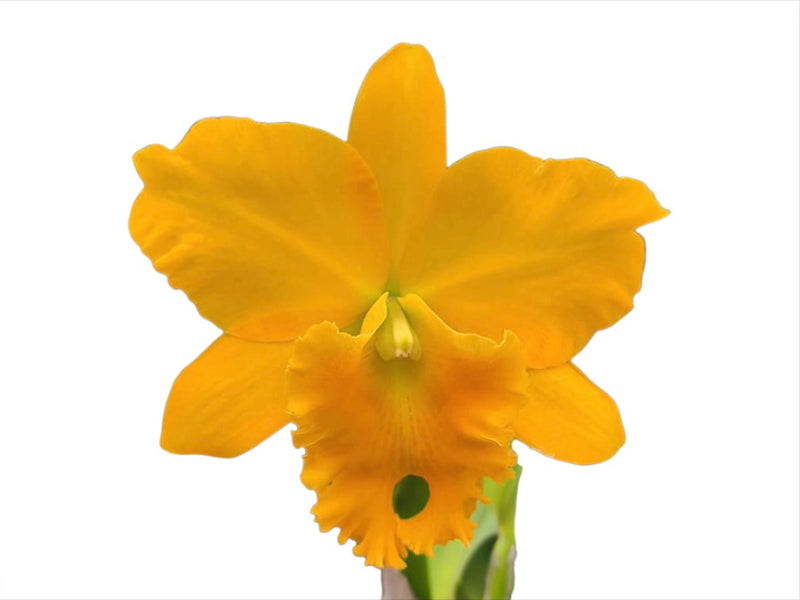 Rhyncattleanthe Haw Yuan Gold Yk#2