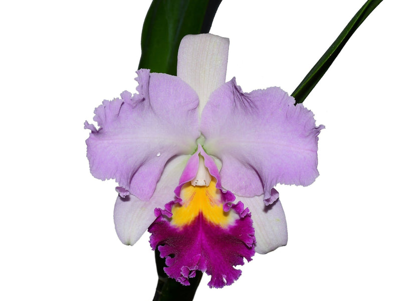 Rhyncattleanthe Machalena