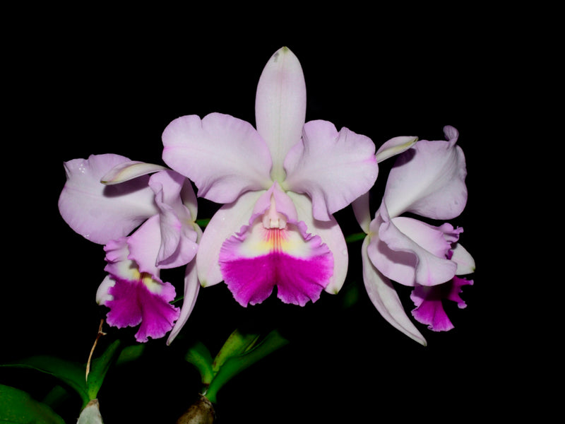 Rhyncattleanthe Machalena (rec.)