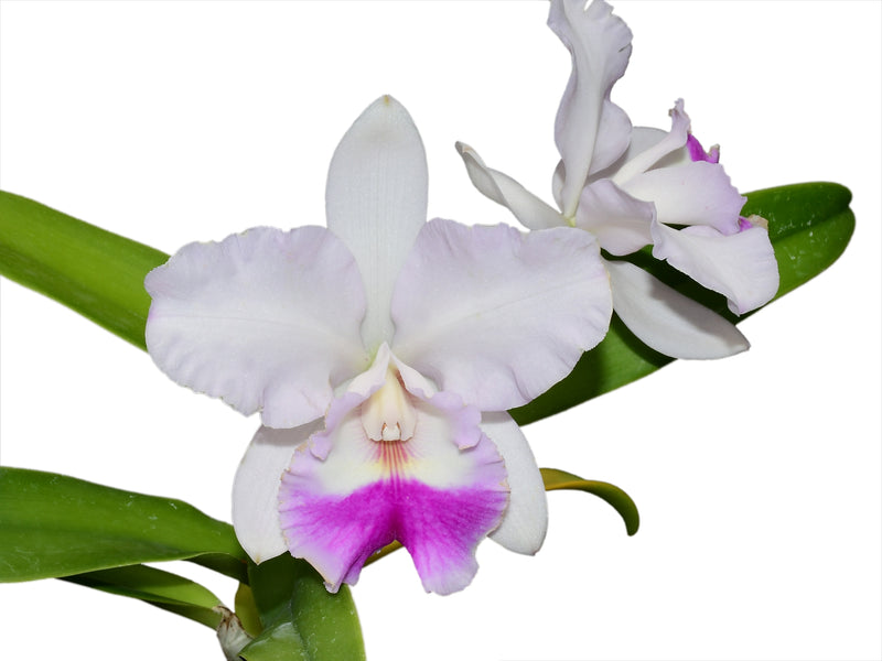 Rhyncattleanthe Machalena (rec.)