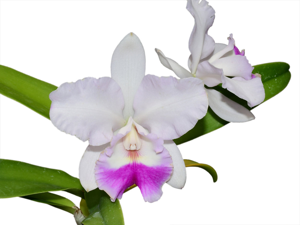 Rhyncattleanthe Machalena (rec.) — Ecuagenera Orquídeas del Ecuador