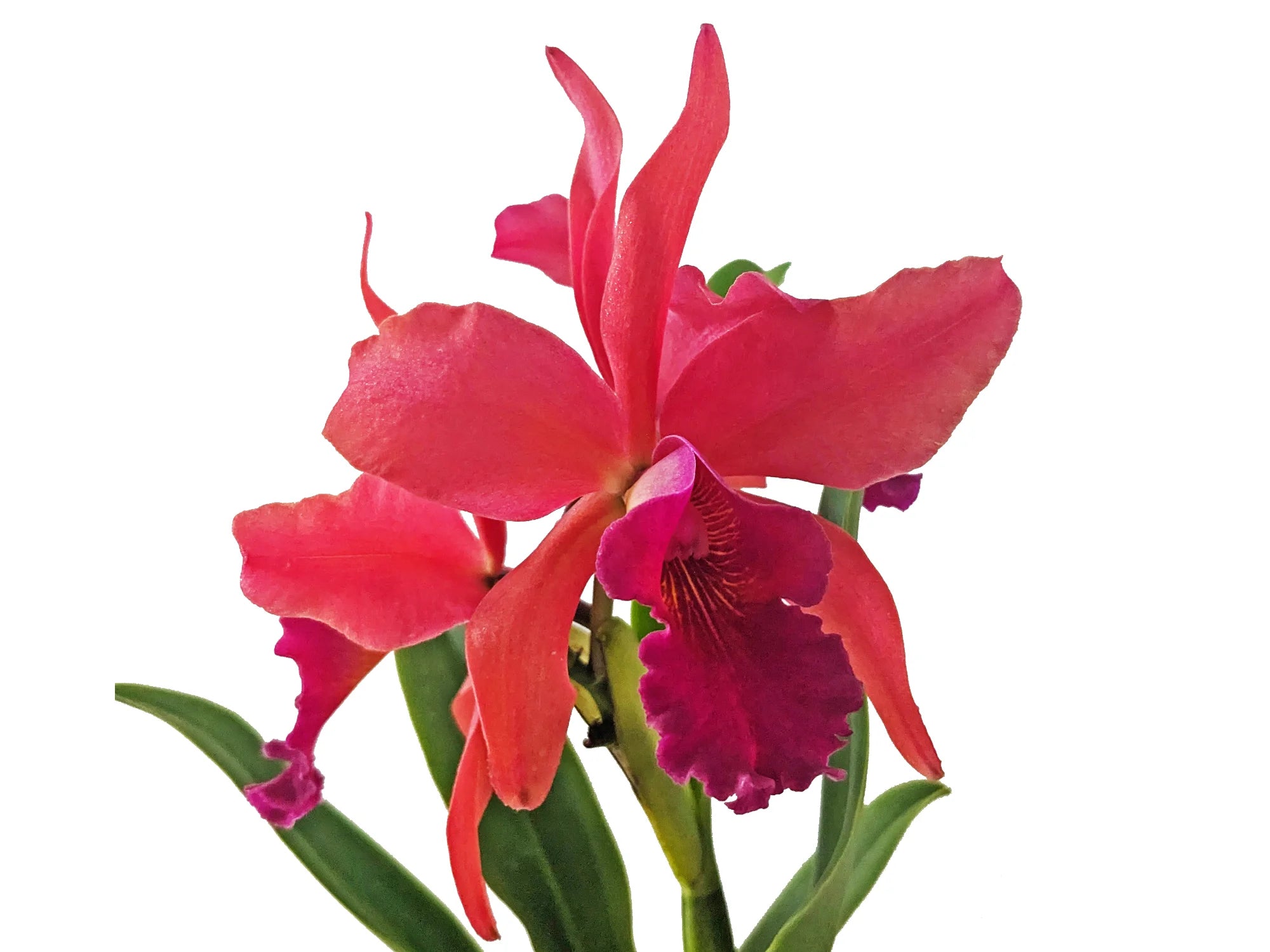 Rhyncattleanthe Olga Eljuri — Ecuagenera Orquídeas del Ecuador