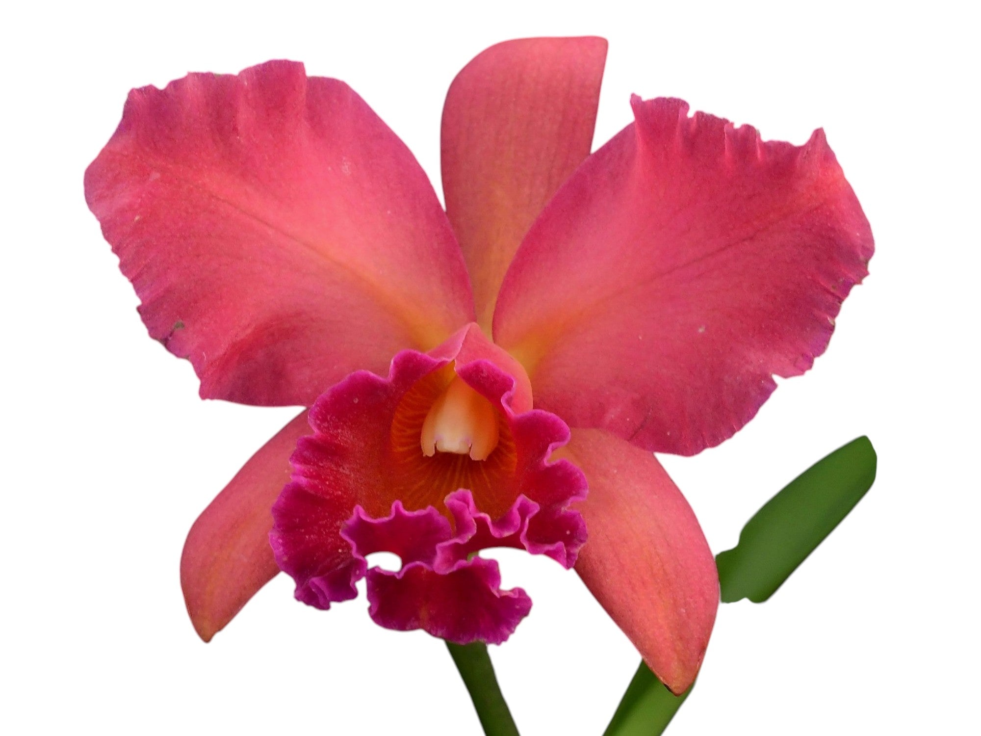 Rhyncattleanthe Pangui Sunset — Ecuagenera Orquídeas del Ecuador