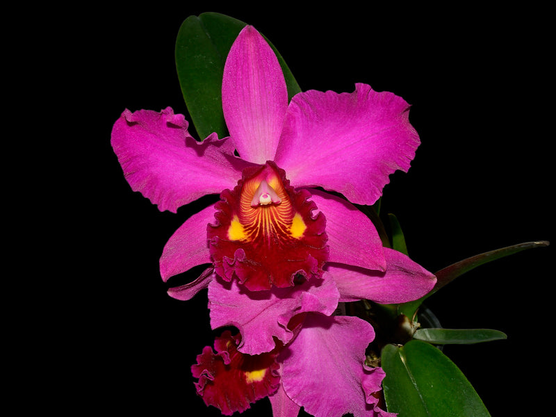 Rhyncattleanthe Uzhupud Princess