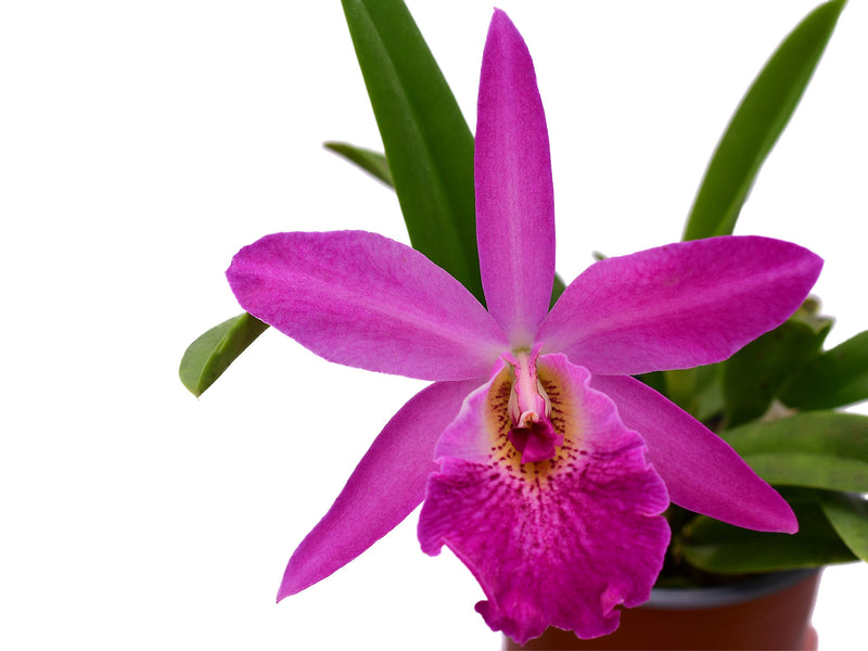 Rhynchobrassoleya Rubi